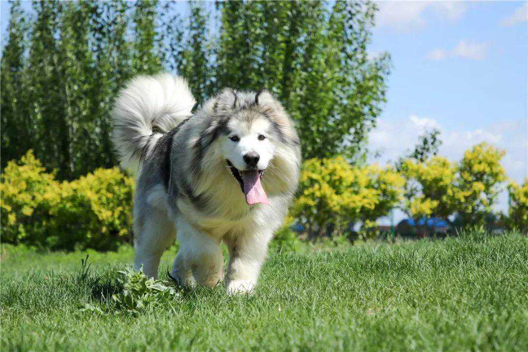 曾售5W+的留种犬「隆尼」长大过程