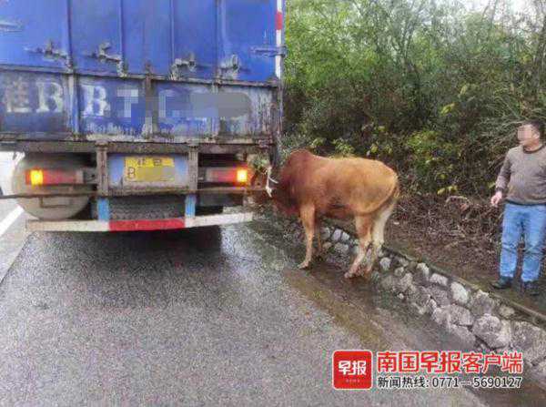 惊险！500斤黄牛在高速路上突然跳车，一辆小车撞了上去……