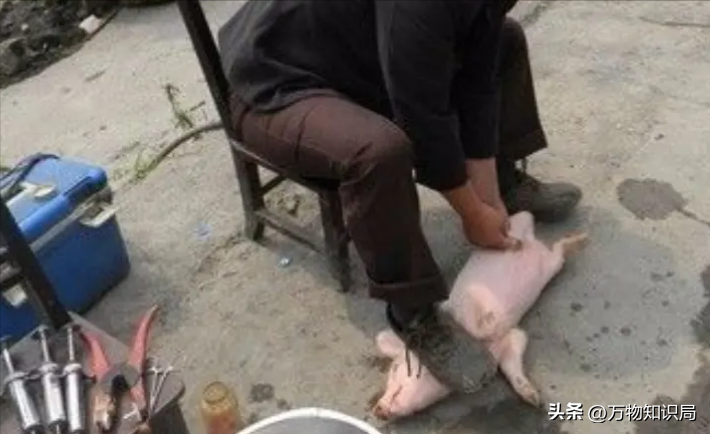 为何阉猪时叫声震天响，羊却很少惨叫？难道羊不怕疼？