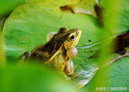 青蛙寿命长达百万年之谜