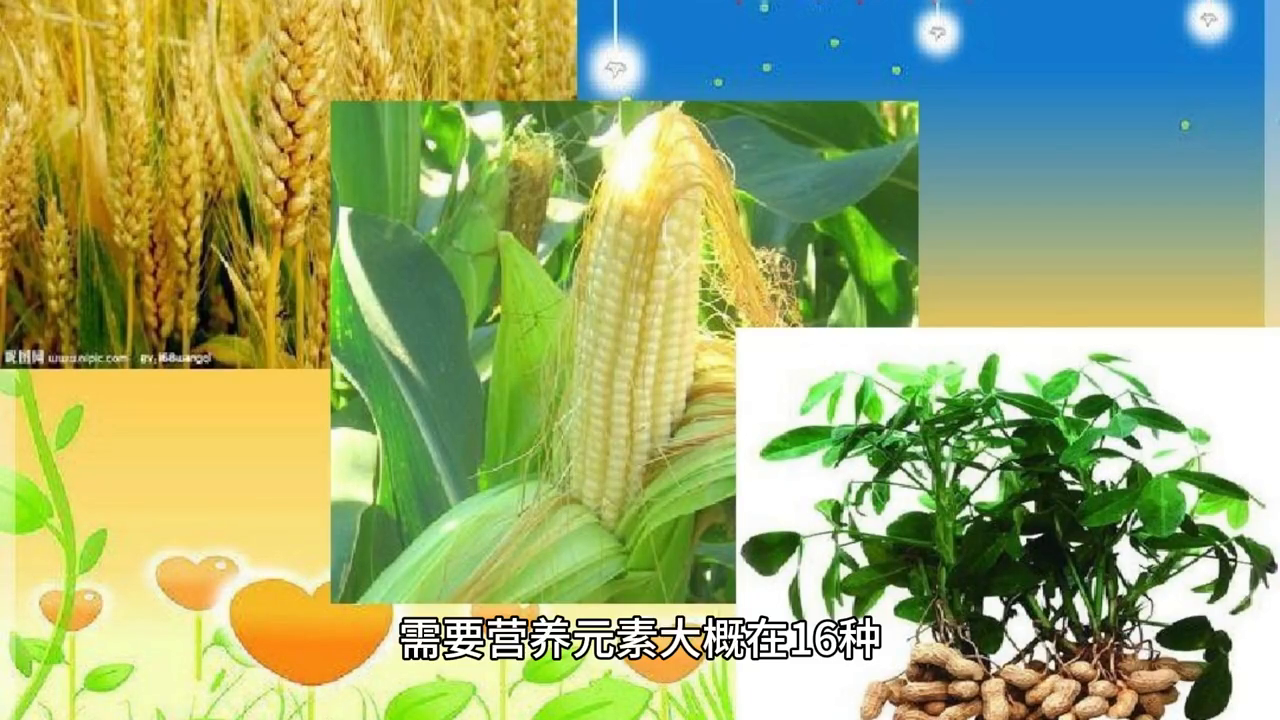 润植乐-13元素肥：促花保果、增红着色、膨大、黄叶、死叶等