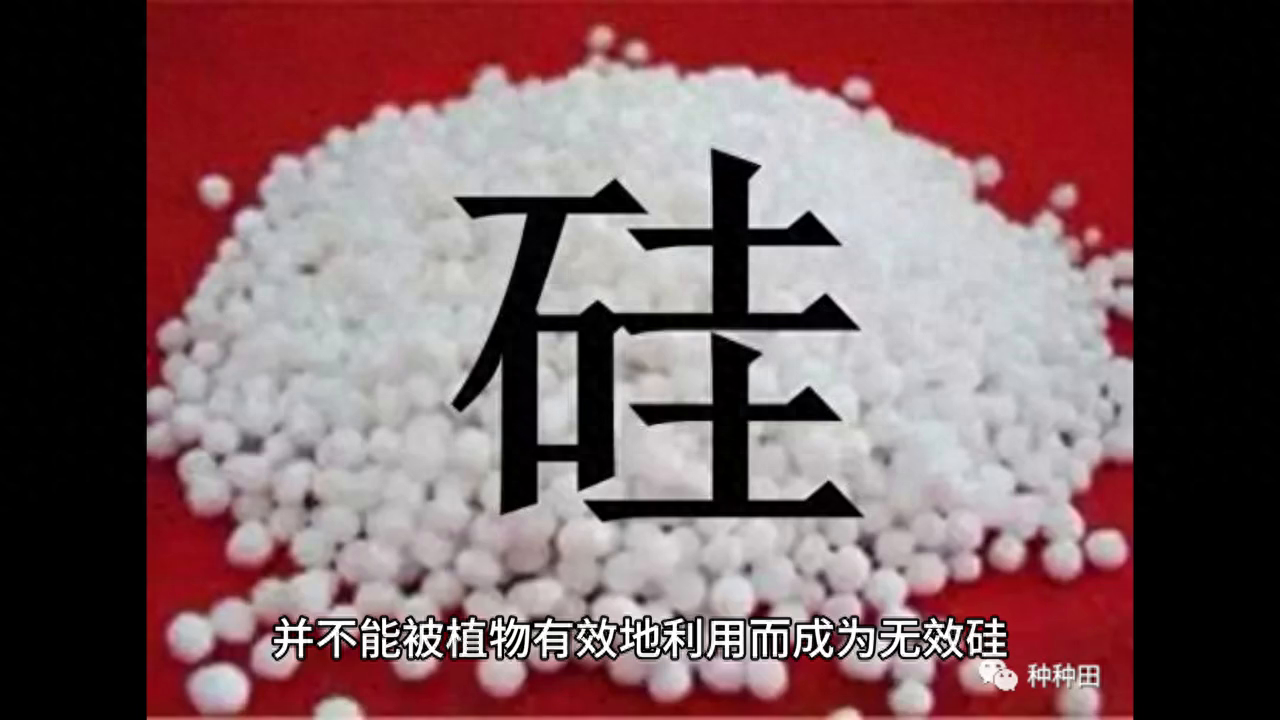 土壤中不缺硅元素，为什么我们还要施硅肥呢？ 土壤中不缺硅元素