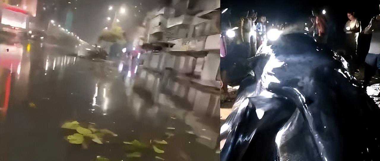 “泰利”再次登陆！鲸鱼被冲上岸……