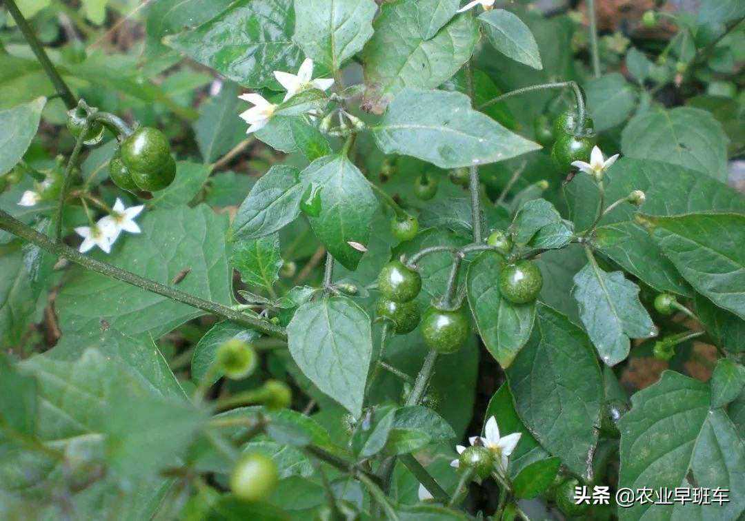 您认识谷子田里这12种常见的杂草吗？