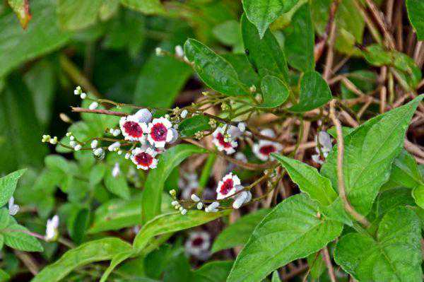 鸡屎藤是一种怎样的植物，它有什么作用？