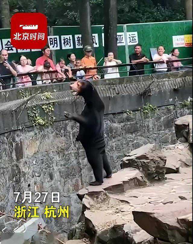杭州动物园黑熊被疑是人扮的站笔直挥园方回应：有必要科普一下了