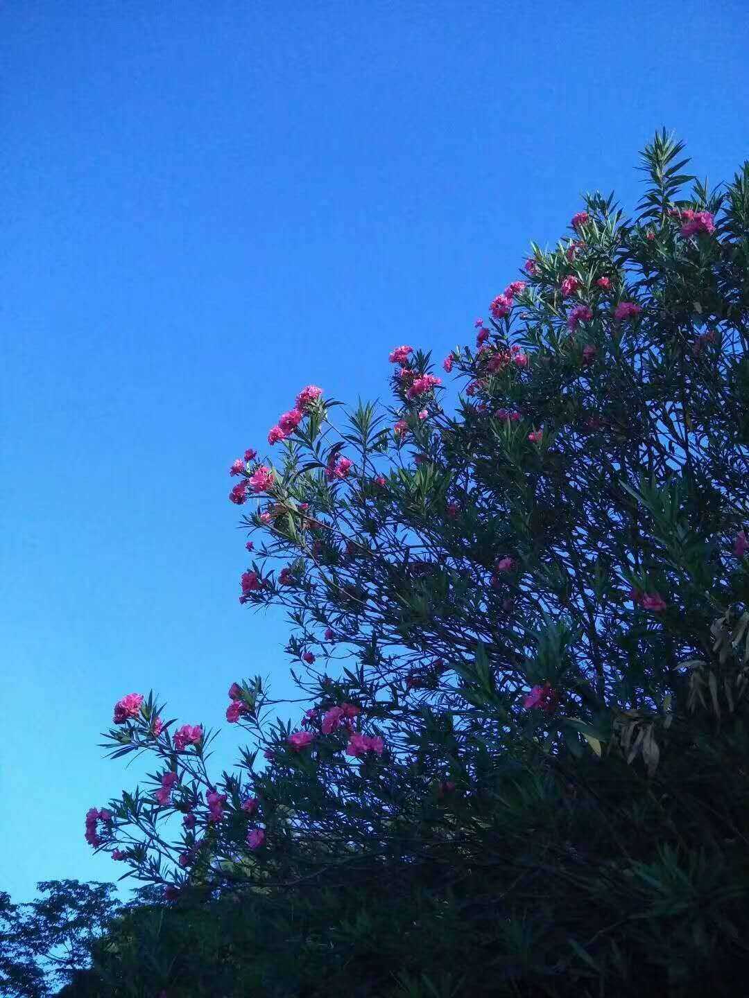 烈冰美文：碎碎念