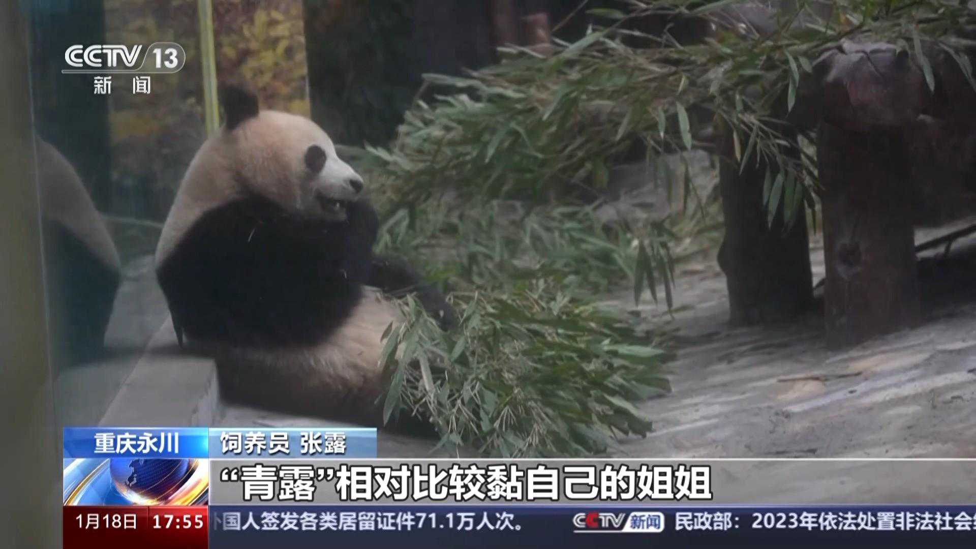 度过适应期！大熊猫“爱莲”“青花”“青露”“巧月”首次亮相