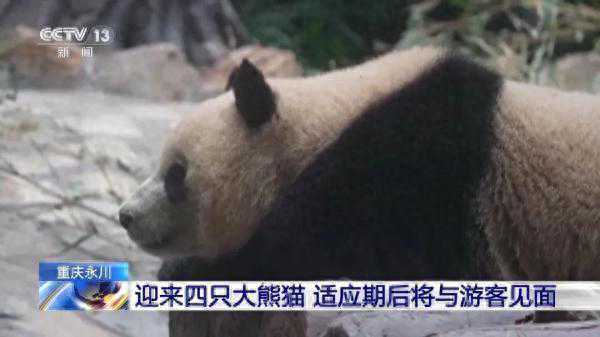 重庆新添4只大熊猫！“巧月”“爱莲”“青花”“青露”即将与大家见面