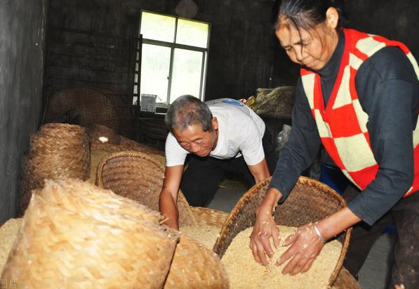 为何粮食放久了就会滋生“麦牛”？它们从哪来的？附麦牛防治方法