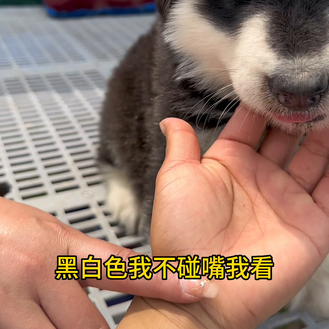 熊版黑白阿拉斯加#萌宠推荐官